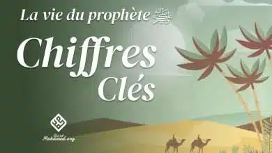desert chameaux palmier